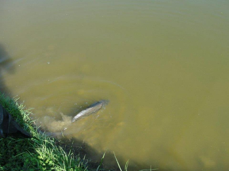 peanut - 3776173615942372525851657867663n.jpg